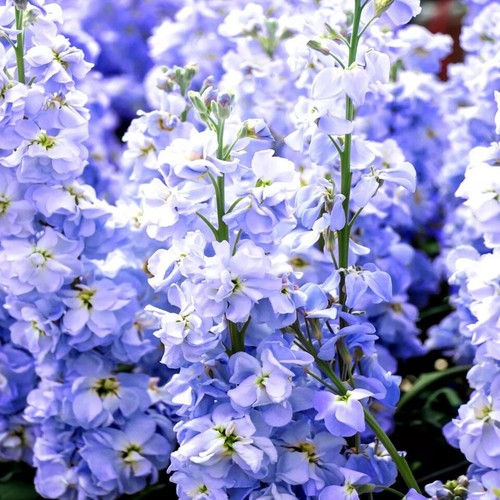 Stock excelsior blue - stock,