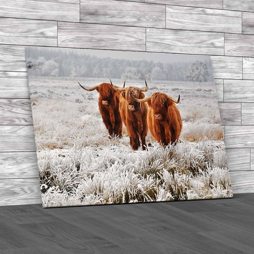 Scottish highland cows - cows, in