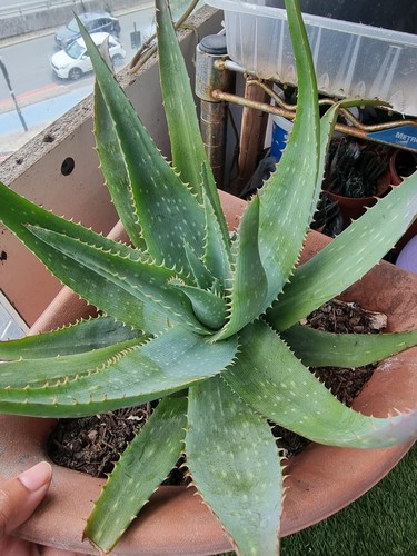 Aloe vera medium plant - aloe,