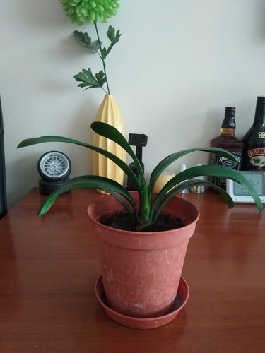 Clivia beautiful house plant - beautiful,