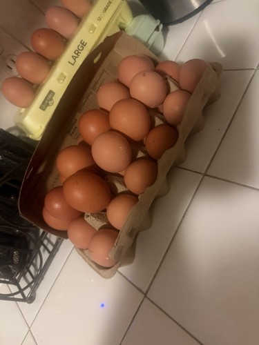 Fresh brown eggs - fresh,