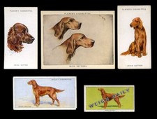 IRISH RED SETTER GUN DOG
