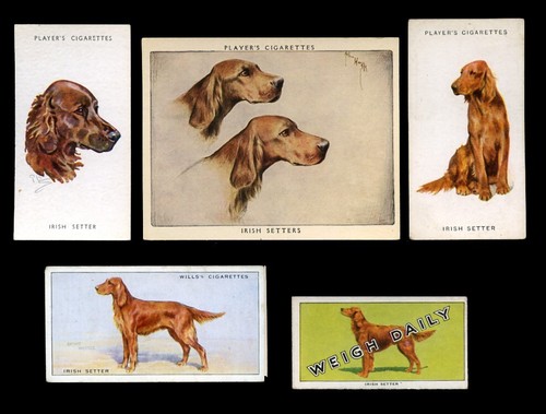 Irish red setter - red,