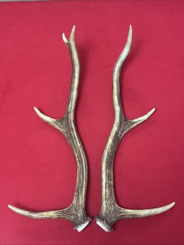 Pair red deer - pair,