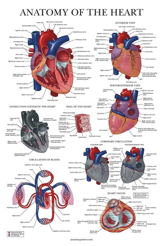4size heart anatomy - uk,