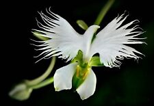 WHITE EGRET ORCHID FLOWER Habenaria Radiata  Viable Seeds UK Stock