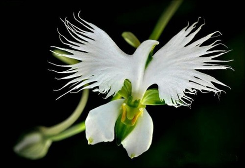 White egret orchid - egret,