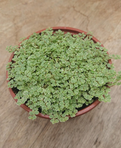 Soleirolia variegated silver - variegated,