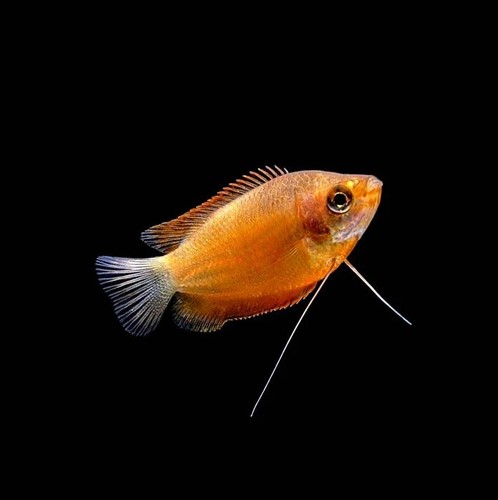Honey dwarf gourami - dwarf,