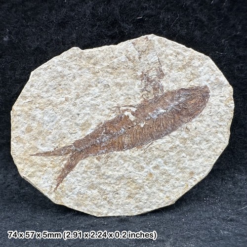 Fish fossil eocene period - fish,