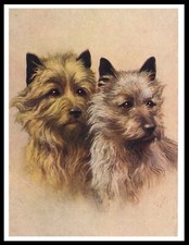 CAIRN TERRIER TWO DOGS HEAD