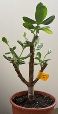 Crassula Ovata Jade Succulent