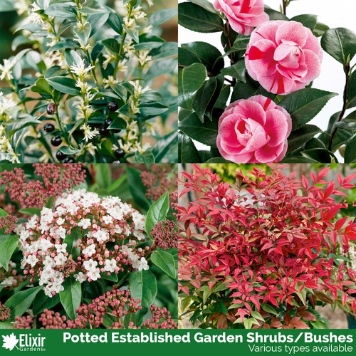 Hardy established perennial - hardy,