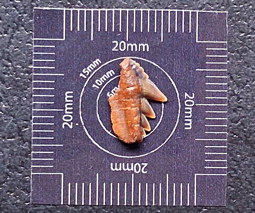 Notorynchus serratissimus cow - notorynchus,