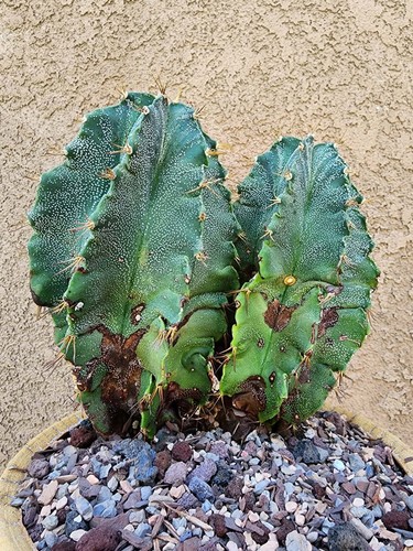 Astrophytum ornatum double - astrophytum,