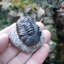 Fossil Trilobite  Devonian Age