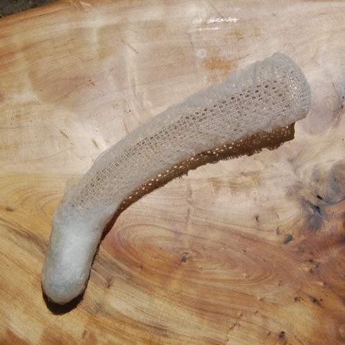 One venus flower basket - venus,