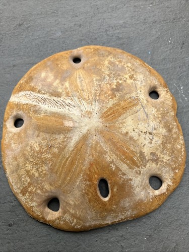 Fossilised sea urchin echinoid - urchin,