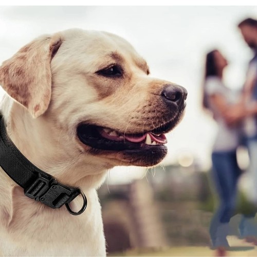 Tactical dog collar heavy - collar,