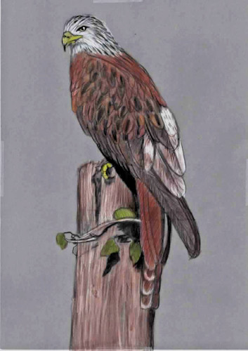 Original colored pencil