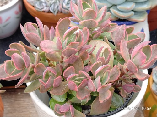 One pot crassula swaziensis - one,