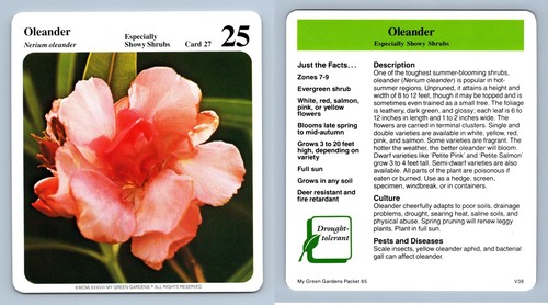 Oleander showy shrubs my - oleander,