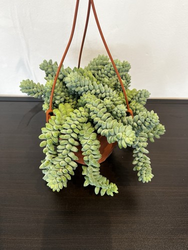 Sedum burrito hanging - burrito,