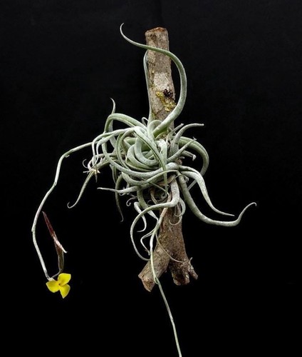 Tillandsia area minor with - tillandsia,
