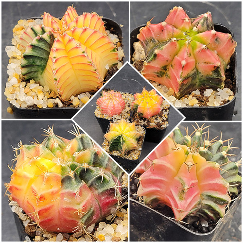 Gymnocalycium mihanovichii - gymnocalycium,