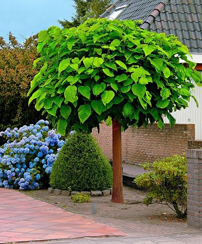 Catalpa bignonioides tree - catalpa,