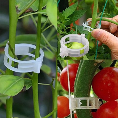 100x clip tomato and - 100x, veggie