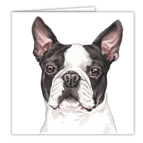 Boston terrier dog - card, 6