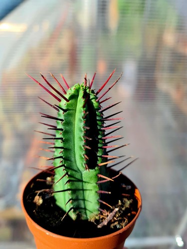 Euphorbia enopla the - enopla, |