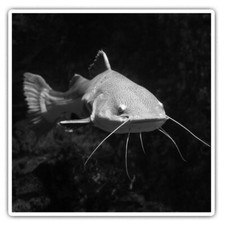 2 x Square Stickers 10 cm - Awesome Redtail Catfish  #35419