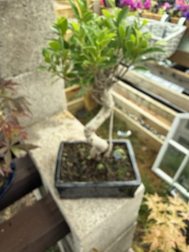 Ficus bonsai - ficus,