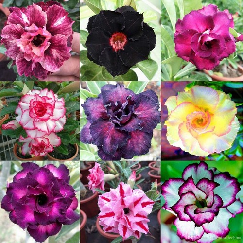 Mixed color desert rose seeds - mixed,