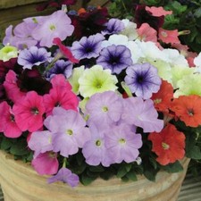 Petunia Plugs Annual Garden