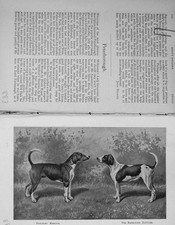 Original Old Antique Print