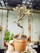 Chinese Elm 