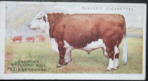 Hereford cattle champion - hereford,