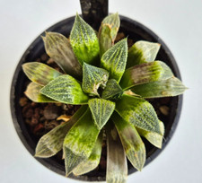 Haworthia Mutica x Wimii