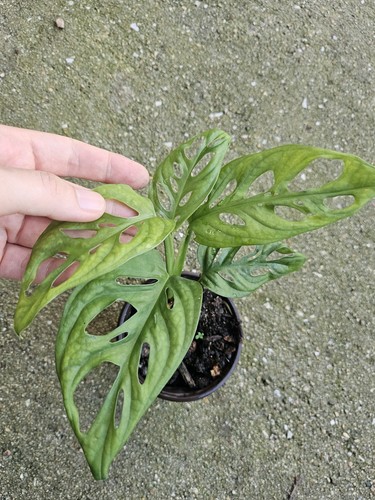 Monstera adansonii swiss - monstera,
