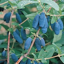 Lonicera  caerulea