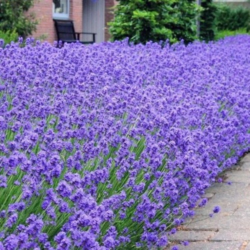 English lavender munstead - lavender,