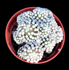 Cactus mammillaria gracillis Albata Arizona snowcap cacti clump in 10cm pot