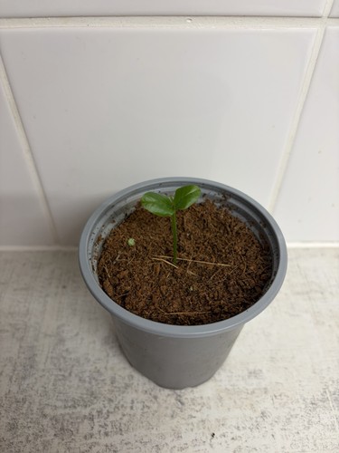 Live potted lemon tree - tree, plant
