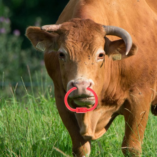 2pcs cattle nose ring cow - cattle,