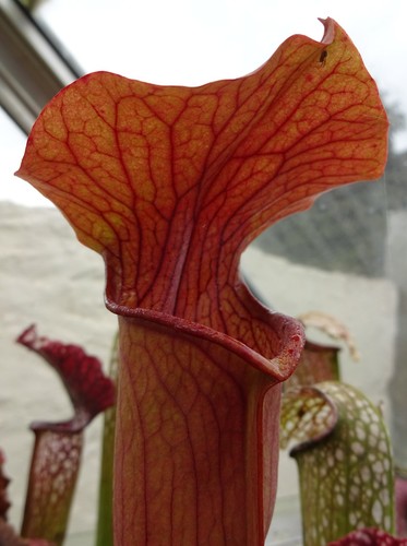 Sarracenia alata red flava - x, x