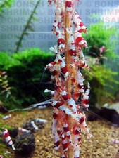 10 Small Veg Mix Shrimp