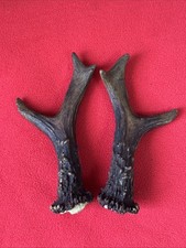PAIR OF ROE DEER ANTLERS 